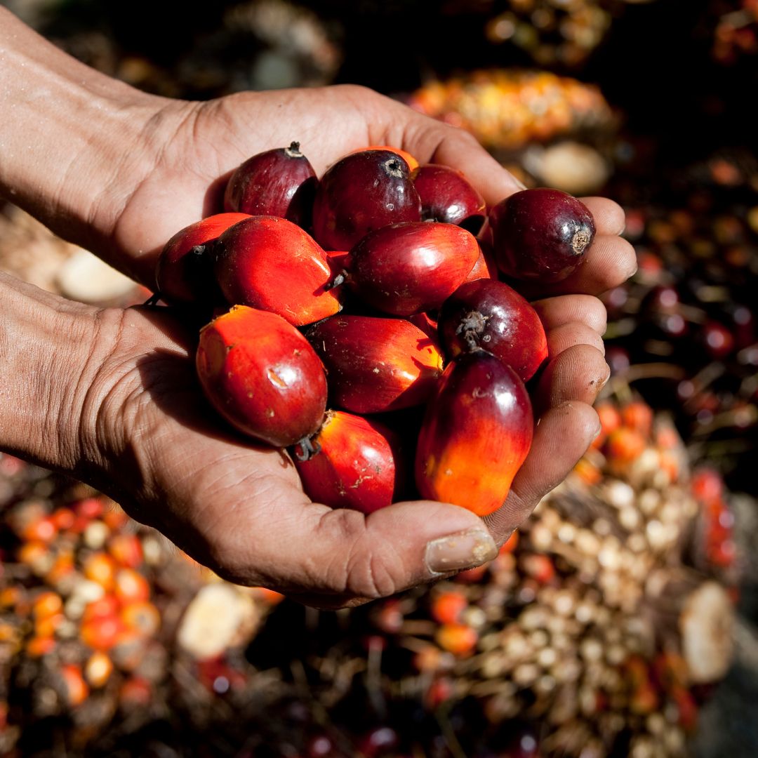 hand held fruits